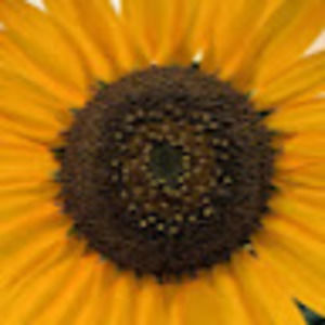 Meet your Posher, Clara